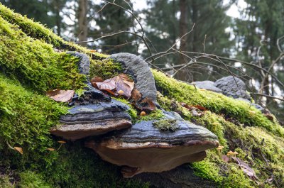 nach dem Sturz (Kopie).jpg