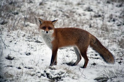 Fuchs-1-2 (Kopie).jpg