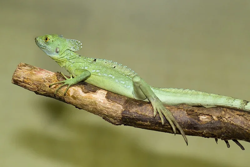 DSCF1794.webp