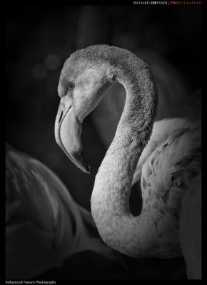 ©RD_Phoenicopteriformes.jpg ©RD_Phoenicopteriformes.jpg