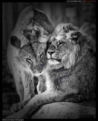 ©RD_PantheraLeo.jpg ©RD_PantheraLeo.jpg