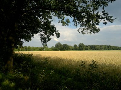 Feldmark.jpg