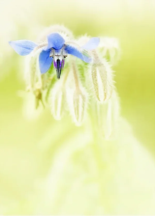 OsternNikon55Micro--.webp