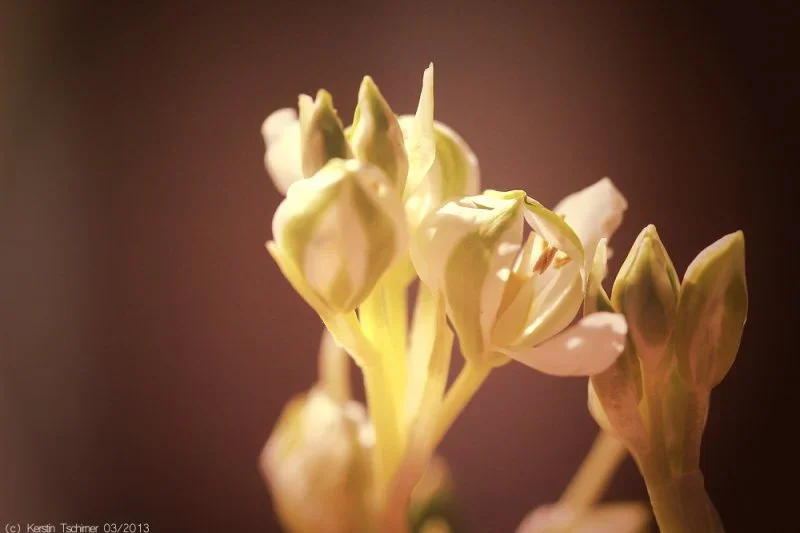 scilla2-2.webp