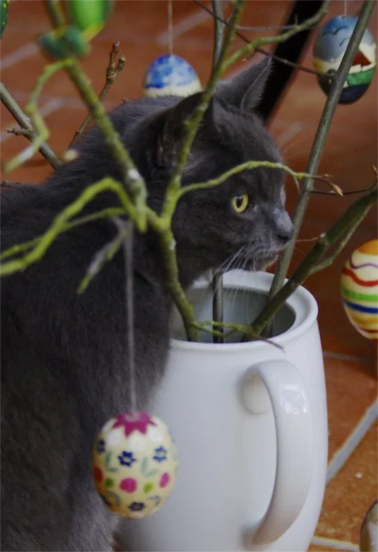 eierkatze.webp