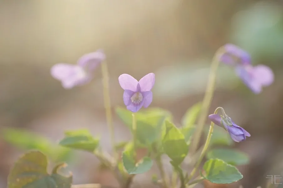 IMGP3885.webp