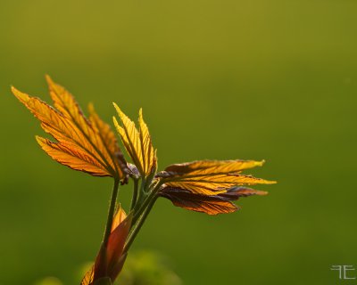 IMGP3986.jpg