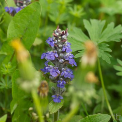 IMGP4052.jpg IMGP4052.jpg