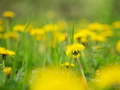 IMGP4056.jpg IMGP4056.jpg