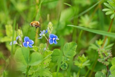 IMGP4088.jpg IMGP4088.jpg