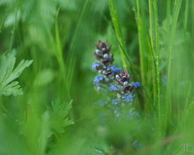 IMGP4117.jpg IMGP4117.jpg