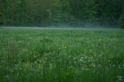 IMGP4133.jpg IMGP4133.jpg