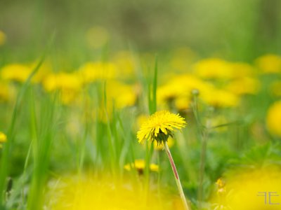 IMGP4056 (1).jpg IMGP4056 (1).jpg