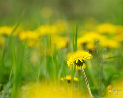 IMGP4056 - Arbeitskopie 2.jpg IMGP4056 - Arbeitskopie 2.jpg