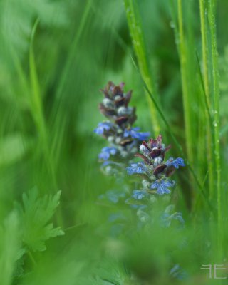 IMGP4117 - Arbeitskopie 2.jpg