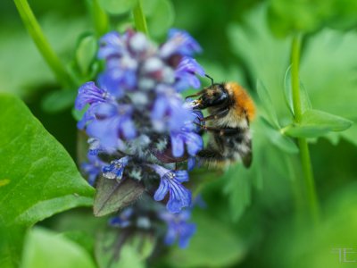 IMGP4154.jpg IMGP4154.jpg