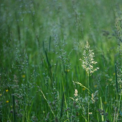 IMGP4686.jpg IMGP4686.jpg