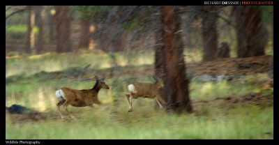 MuleDeer.jpg