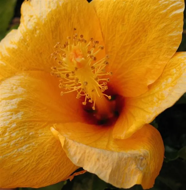 Hibiskus 02 (Large).webp Hibiskus 02 (Large).webp