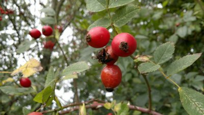 Spätsommerfrucht.jpg