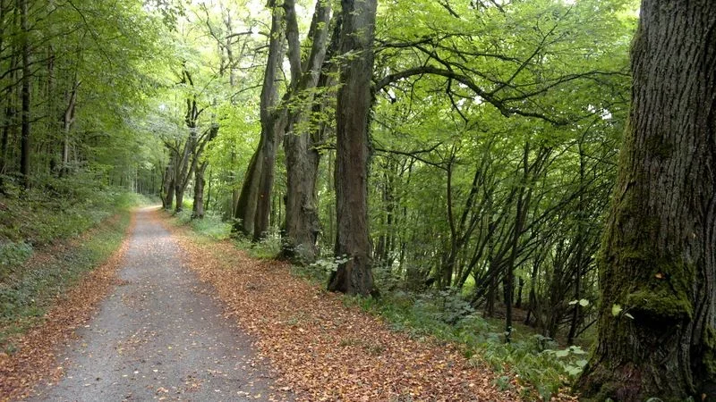 Höhenweg.webp