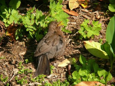 FZ50_Raynox_Amsel.JPG